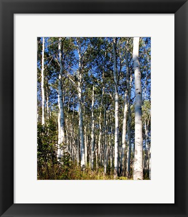 Framed Aspen Grove II Print