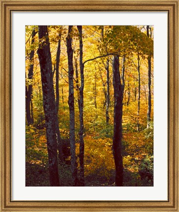 Framed Sanctuary Woods I Print