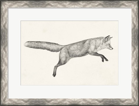 Framed Flying Fox I Print
