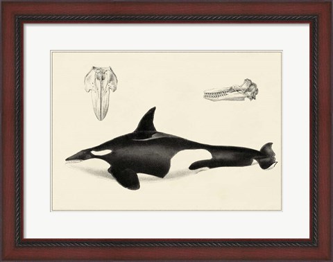 Framed Antique Whale Study I Print