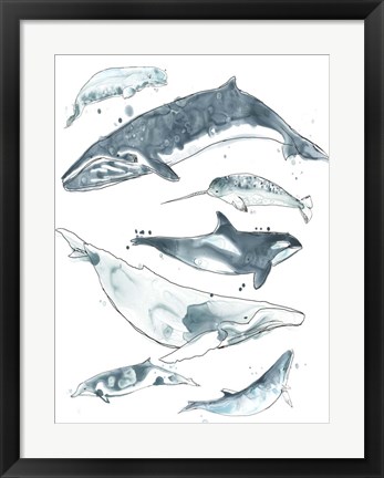 Framed Cetacea I Print