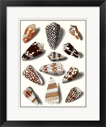 Framed Collected Shells V Print