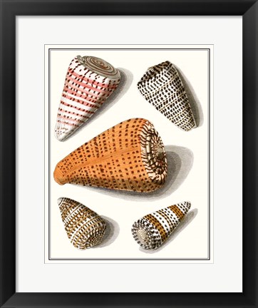 Framed Collected Shells IX Print