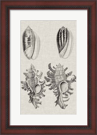 Framed Charcoal &amp; Linen Shells VII Print