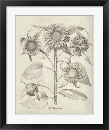 Framed Fresco Sunflower II Print