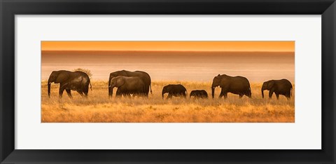 Framed Etosha National Park, Namibia, Elephants Walk In A Line At Sunset Print