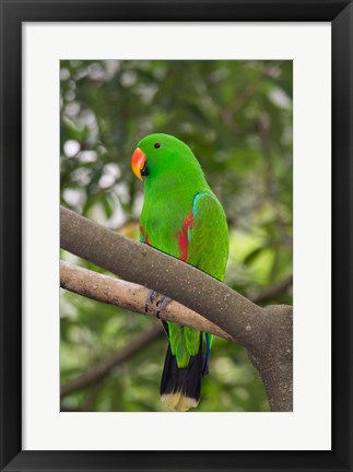 Framed Singapore Colorful Green Parrot Print