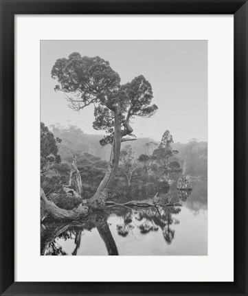 Framed Australia, Tasmania, Cradle Mountain National Park Wombat Pool Print