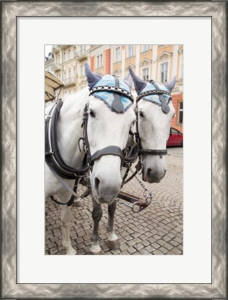 Framed Czech Republic Horses On Cobblestone Karlovy Vary Street Print