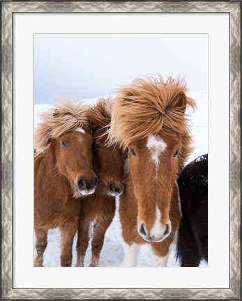 Framed Icelandic Horses With Typical Thick Shaggy Winter Coat, Iceland 12 Print