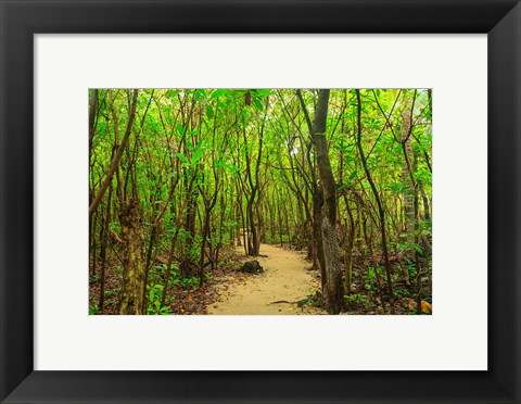 Framed Protected Bird Rookery, Half-Moon Caye, Lighthouse Reef Atoll, Belize Print