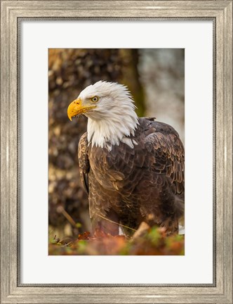 Framed Alaska, Chilkat Bald Eagle Preserve Bald Eagle On Ground Print
