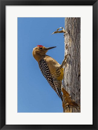 Framed Arizona, Sonoran Desert Male Gila Woodpecker On Ocotillo Print