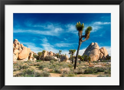 Framed Joshua Trees With Granite Rocks Print