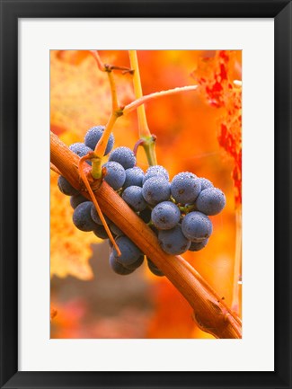 Framed Dew Covered Grapes In Napa Valley Print
