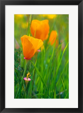 Framed California Golden Poppies Print