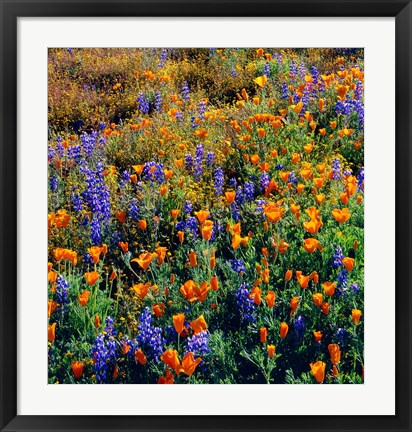 Framed Douglas Lupine And California Poppy In Carrizo Plain National Monument Print