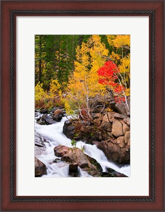 Framed Autumn Along Bishop Creek Print