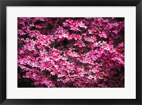 Framed Pink Dogwood, California Print