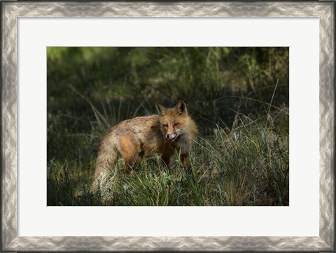 Framed Red Fox In A Meadow Print