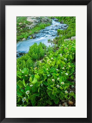 Framed Stream Cascade With Spring Marigolds, Colorado Print