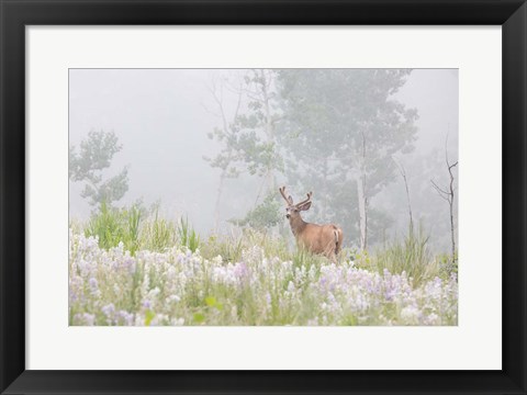 Framed Male Mule Deer In A Foggy Meadow Print