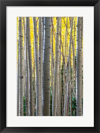 Framed Gathering Of Yellow Aspen In The Uncompahgre National Forest Print