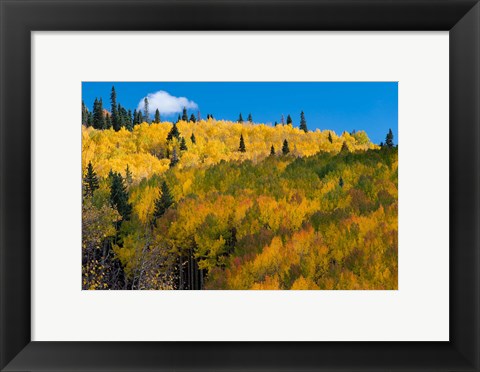 Framed Golden Landscape If The Uncompahgre National Forest Print