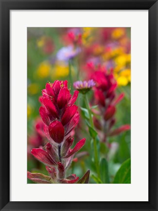 Framed Alpine Wildflowers With Paintbrush Print