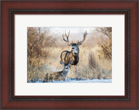 Framed Buck And Doe Mule Deer Print