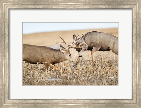 Framed Mule Deer Bucks Fighting Print