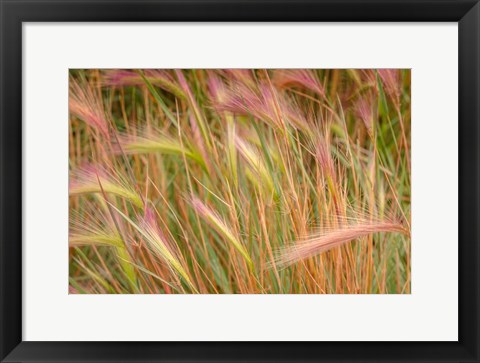 Framed Fox-Tail Barley, Routt National Forest, Colorado Print