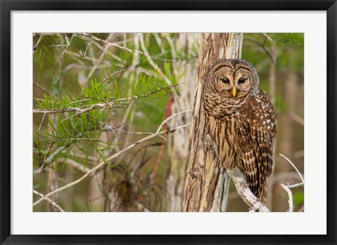 Framed Barred Owl In Everglades National Park, Florida Print
