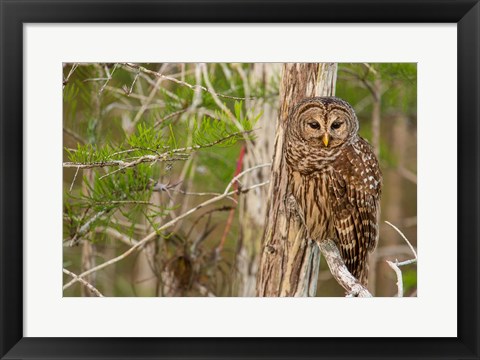 Framed Barred Owl In Everglades National Park, Florida Print