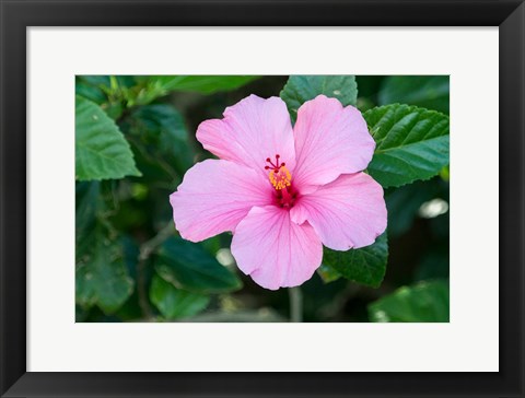 Framed Single Pink Hibiscus Print