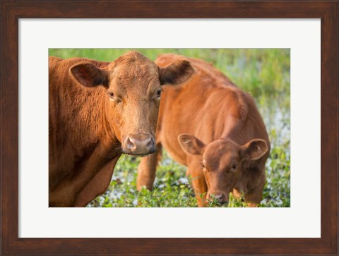 Framed Close-Up Of Red Angus Cow Print