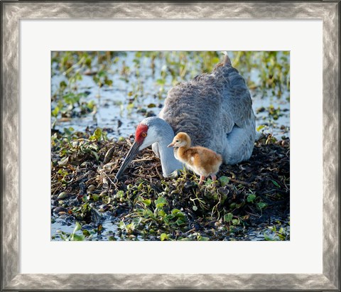 Framed Sandhill Crane Waiting On Second Egg To Hatch, Florida Print