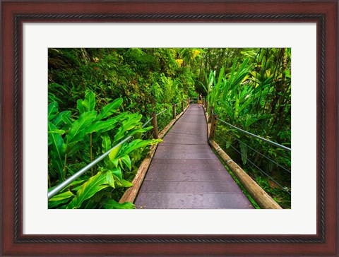 Framed Trail At The Hawaii Tropical Botanical Garden Print