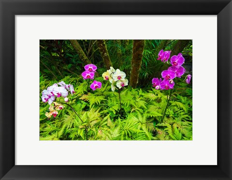 Framed Orchids At The Hawaii Tropical Botanical Garden Print