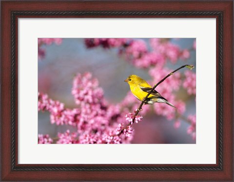 Framed American Goldfinch In Eastern Redbud, Marion, IL Print