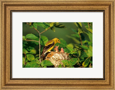 Framed American Goldfinch With Nestlings At Nest, Marion, IL Print