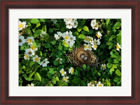 Framed Song Sparrow Nest With Eggs, IL Print