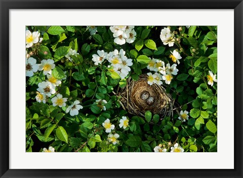 Framed Song Sparrow Nest With Eggs, IL Print