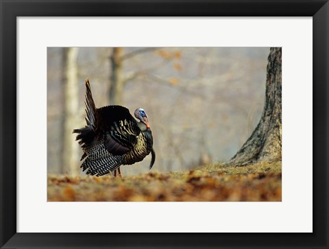 Framed Eastern Wild Turkey Strutting, Illinois Print