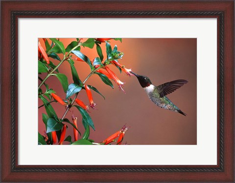 Framed Ruby-Throated Hummingbird At Cigar Plant Print