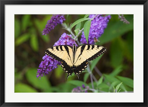 Framed Eastern Tiger Swallowtail On Butterfly Bush Print