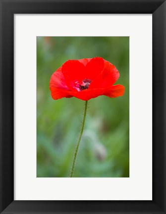 Framed Red Poppy, Cantigny Park, Wheaton, Illinois Print