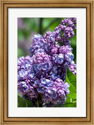 Framed Purple Lilac Tree, Arnold Arboretum, Boston Print