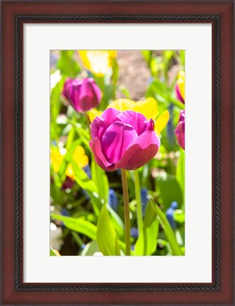 Framed Purple Tulip, Massachusetts Print