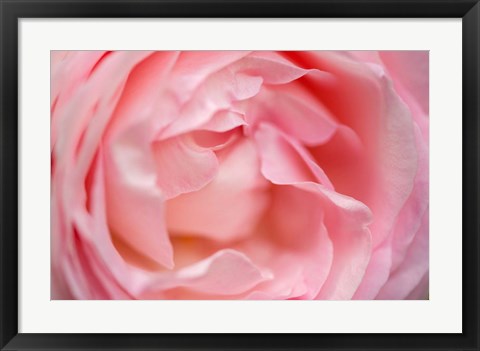 Framed Close-Up Of A Pink Pierre De Ronsard Rose Print